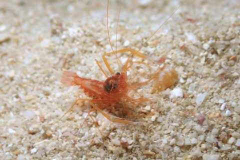 スベスベオトヒメエビ属の1種