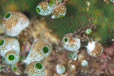 ハナグロイソハゼ