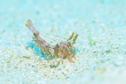 イシエビ科の1種