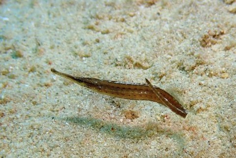 ハシナガチゴヨウジ