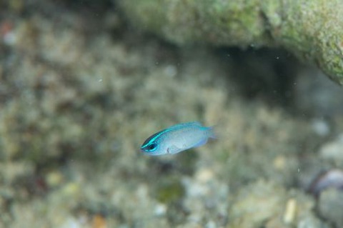 ネズスズメダイ