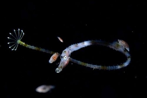 刺激的な水中生物