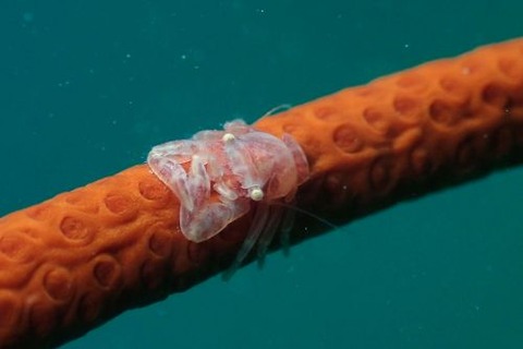 ムチヤギカクレカニダマシ