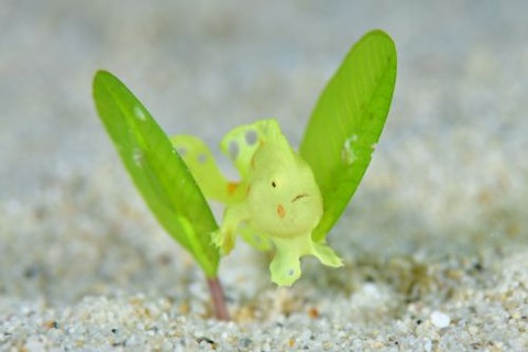 イロカエルアンコウ