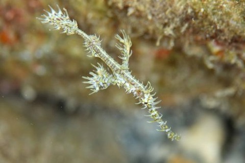 ニシキフウライウオ