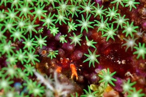 アナモリチュウコシオリエビ