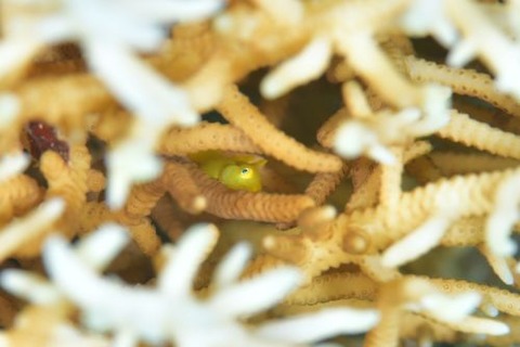 アカネダルマハゼ