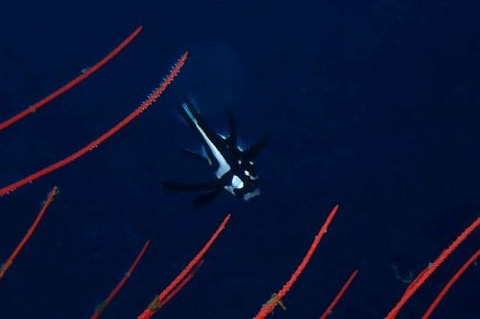 ホホスジタルミ