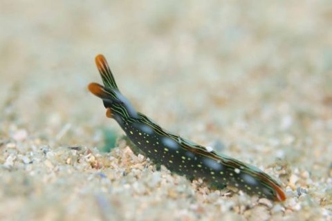 ハナミドリガイ