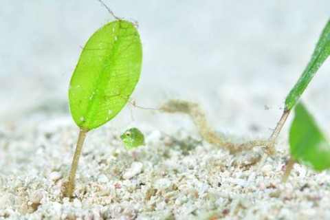 セダカカワハギ