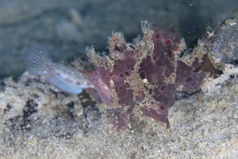 オオモンカエルアンコウ