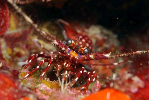 カノコイセエビ