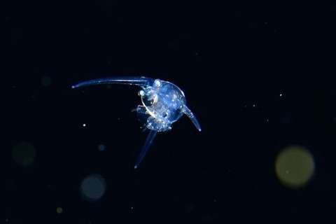 刺激的な水中生物