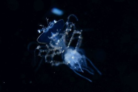 刺激的な水中生物