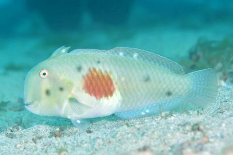 ヒノマルテンス