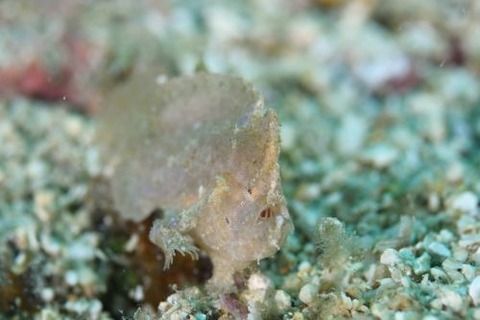 ヒメヒラタカエルアンコウ