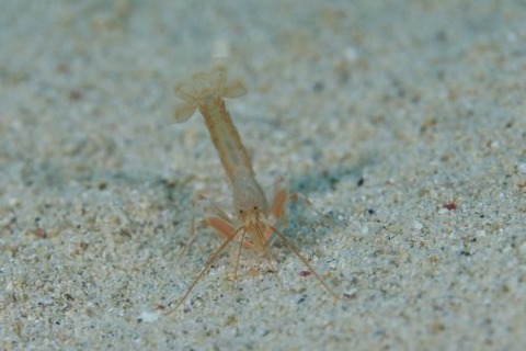 アナエビ科の１種