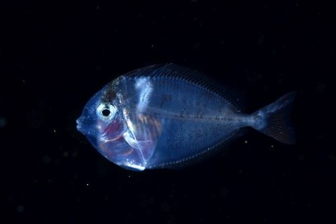 刺激的な水中生物