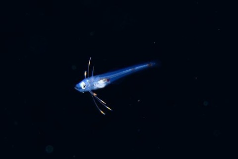 刺激的な水中生物