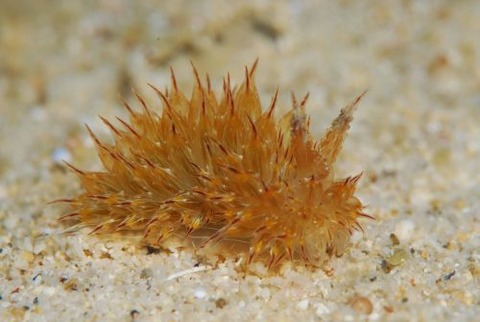 コヤナギウミウシ