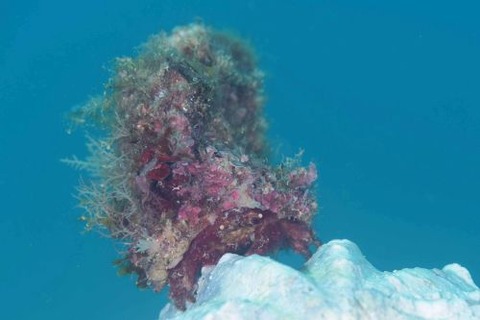 カイカムリ科の1種