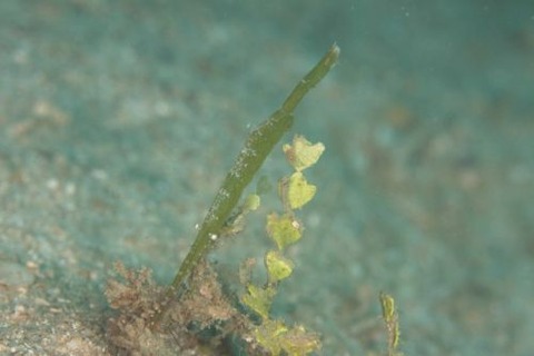 トガリモエビ属の1種