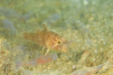 タイワンマトイシモチ