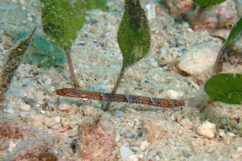 ヒメホソウミヤッコ