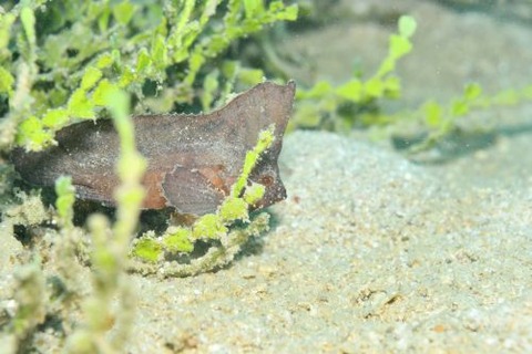 ツマジロオコゼ