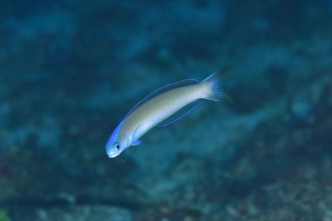 オキナワサンゴアマダイ