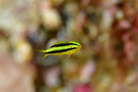 ヒレナガスズメダイ