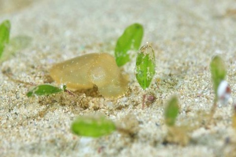 コウイカのなかま