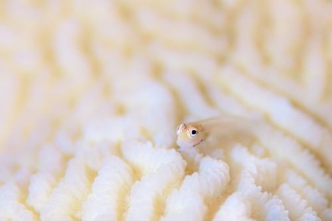 イシガキカエルウオ