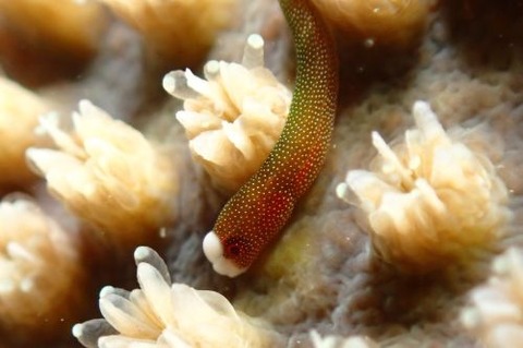 チンヨウジウオ