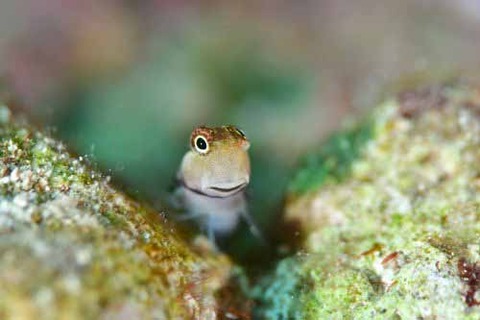 イシガキカエルウオ