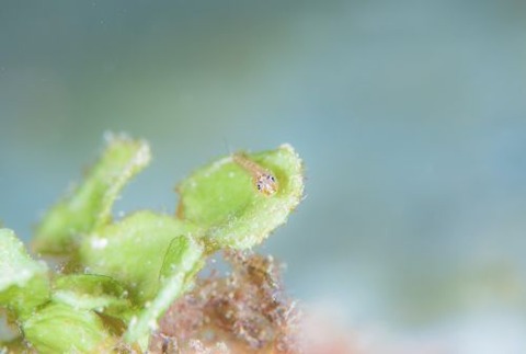 ウミショウブハゼ属の1種