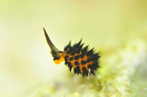 ツマグロモウミウシ