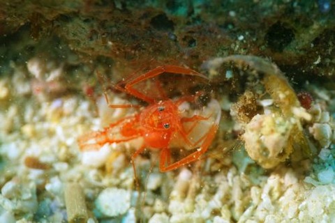 ユウギリスベスベオトヒメエビ