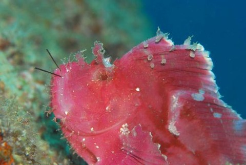 ハダカハオコゼ