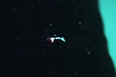 ウミウシカクレエビ