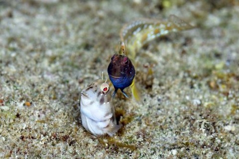 ロウソクギンポ