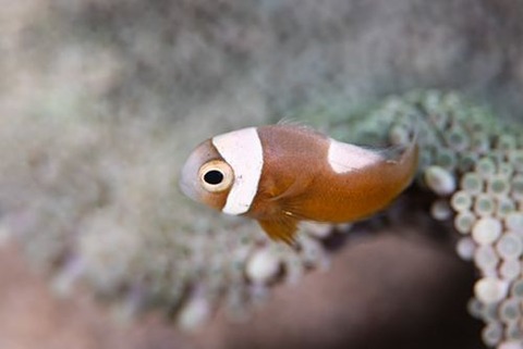 トウアカクマノミ