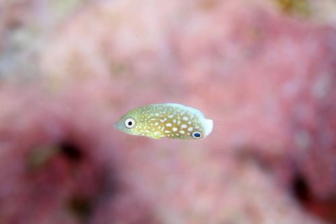 ホシススキベラ