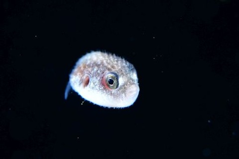 刺激的な水中生物