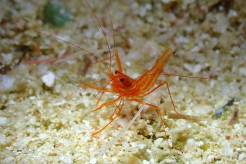 スベスベオトヒメエビ属の1種