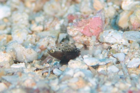 ホタテツノハゼ