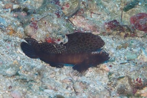 ホタテツノハゼ