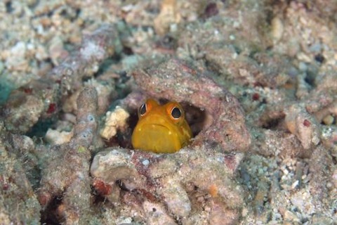 ホシカゲアゴアマダイ