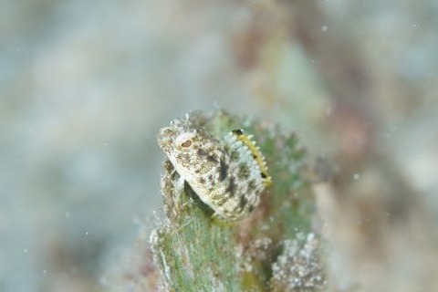 カザハナニジギンポ