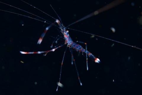 刺激的な水中生物